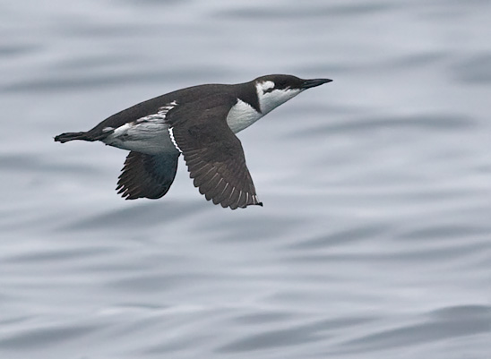 Common Murre